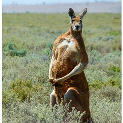 <em>Macropus rufus</em>, Red Kangaroo