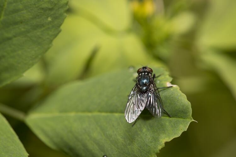 Family Calliphoridae, blow-fly. Murray Explored Bioscan.