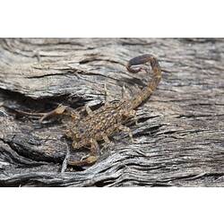 Mottled brown scorpion, tail raised.