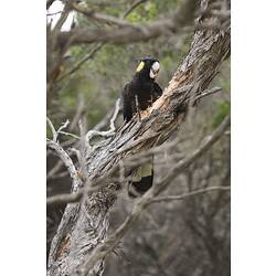 Yellow-tailed Black Cockatoo.