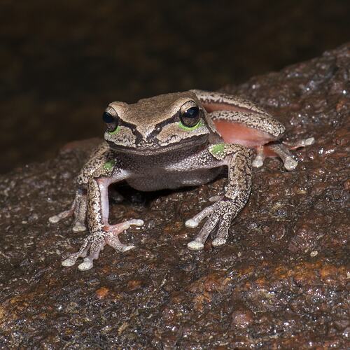 Blue Mountains Tree Frog.