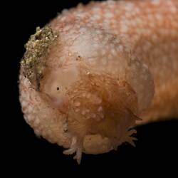 Close up of sea cucumber.