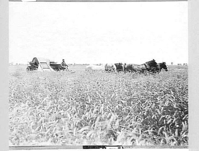 MR P. GLEESON'S FARM N.S.W.