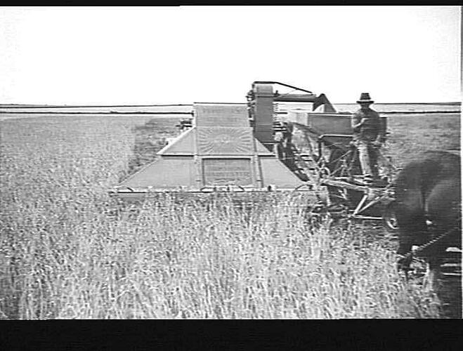 `A.L.' HARVESTER IN A 10 BAG CROP OF WHEAT ON MR. CAMERON'S FARM, ALBION: 17/1/30.