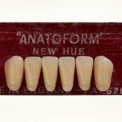 Artificial Teeth - Incisors, Anatoform, circa 1925