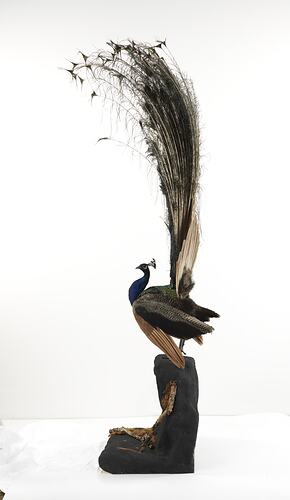 Side view of peacock with tail held up.