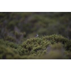White-browed scrubwren.