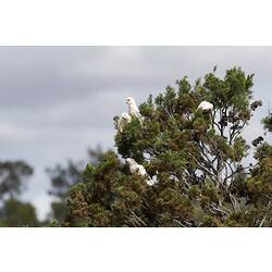 Flock of white cockatoos in tree top.