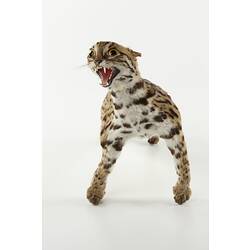 Front view of taxidermied leopard cat.