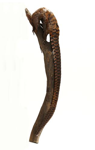 Long-tailed Pangolin specimen mounted on branch, tail hanging down.