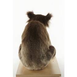 Rear view of taxidermied koala mount sitting on wooden board.