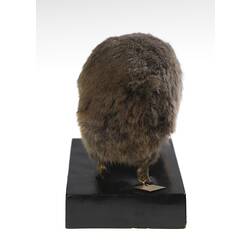 Rear view of blind mole rat specimen mounted on wooden base.