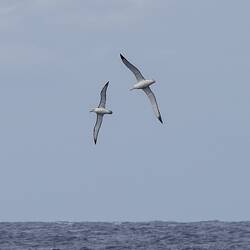 New Zealand Wandering Albatross (right).