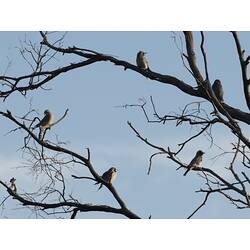 <em>Artamus personatus</em>, Masked Woodswallows. Hattah National Park, Victoria.