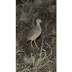 Speckled brown bird with yellow legs at night.
