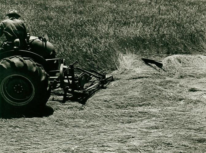 Man driving a tractor coupled to a mower in field of long grass.