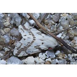 White moth on gravel.