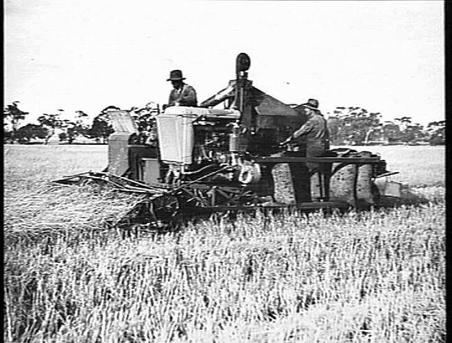 ALL PHOTOS ON THESE TWO PAGES TAKEN ON MR DUGDALE'S PROPERTY, BALLIANG, VIC: JAN 1932