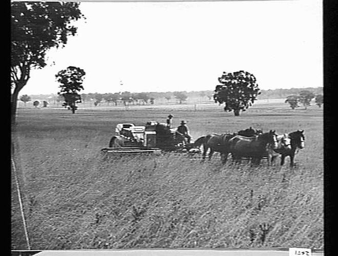 10FT. E.F. HEADER AT WORK ON MR.J.D.CRAWLEY'S PROPERTY, VICTORIA PARK, OLD JUNEE JANUARY 1935.