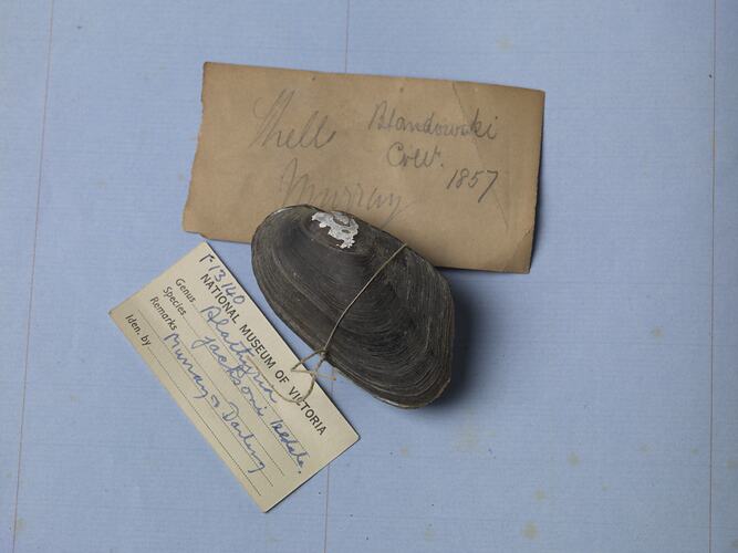 Mussel shell between handwritten labels.