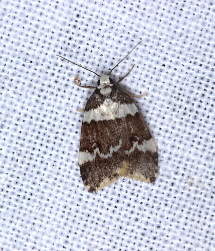 <em>Halone pteridaula</em>, moth. Otways National Park, Victoria.