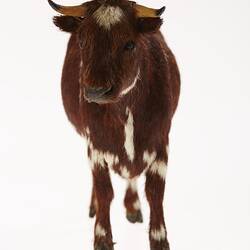 Model of brown and white bull. Front view.