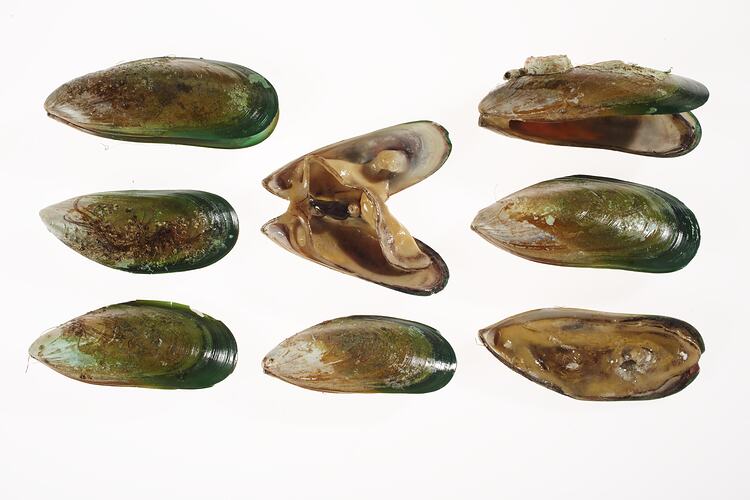 Eight brown and green mussel shells, two with models of live animal inside.