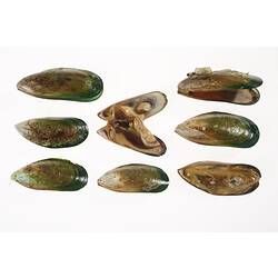 Eight brown and green mussel shells, two with models of live animal inside.