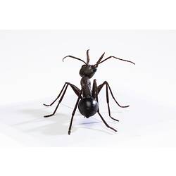 <em>Myrmecia</em> sp., female Bull Ant model. Registration no. HYM 61510
