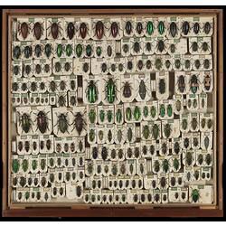 Jewel beetles pinned in rows in drawer.