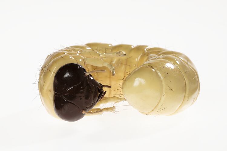 Wax Model - Cockchafer Larvae