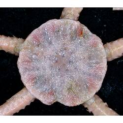 Pink brittle star with close-up of dorsal disc on black background.