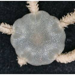 Back view of cream-grey brittle star with close-up of dorsal disc on black background.