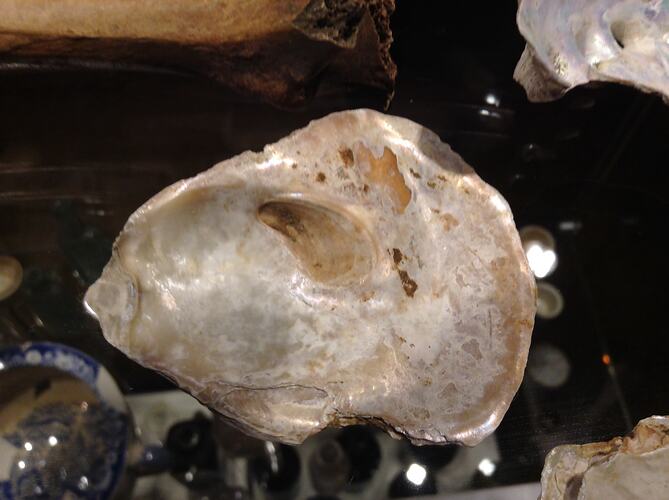 Aged oyster shell.