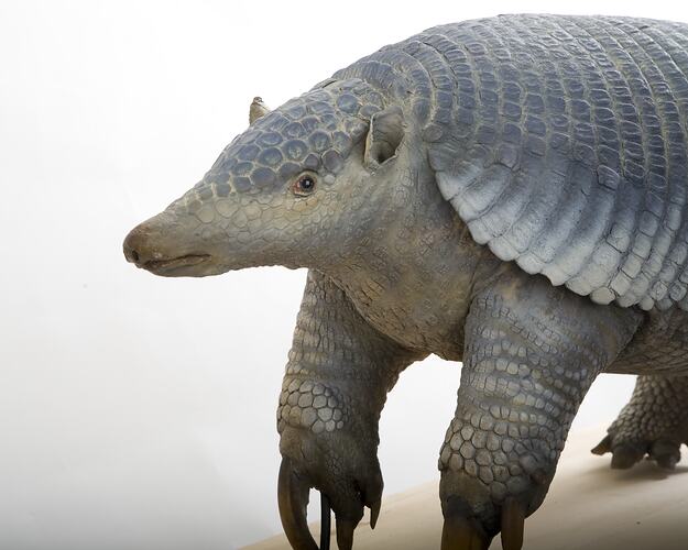 Taxidermied Armadillo specimen.