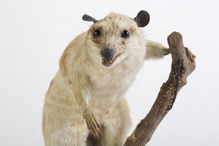White opossum specimen mounted on branch.