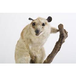<em>Chironectes minimus</em> (Zimmermann, 1780)