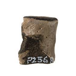 <em>Champsosaurus</em> sp. [P 160545]