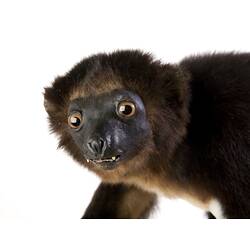 <em>Propithecus diadema perrieri</em>, Diademed Sifakas, mounted specimen. Registration no. C 27445.