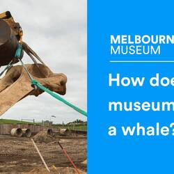 How Do Museums Recover Dead Whales