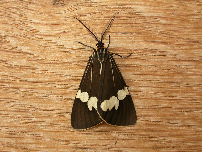 Black moth with white band on wings.