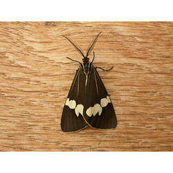 <em>Nyctemera amica</em> (White, 1841), Magpie Moth
