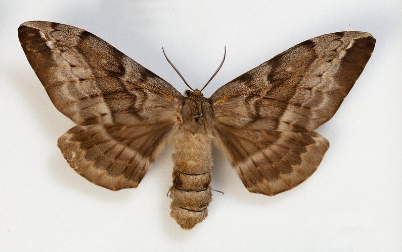 <em>Chelepteryx collesi</em>, White-Stemmed Gum Moth, female. [HET 15608]