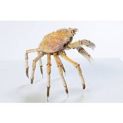 <em>Leptomithrax gaimardii</em>, Giant Spider Crab. [J 46721.40]