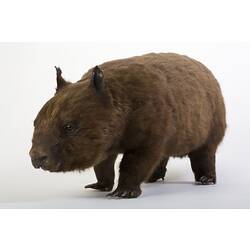 Taxidermied wombat specimen .