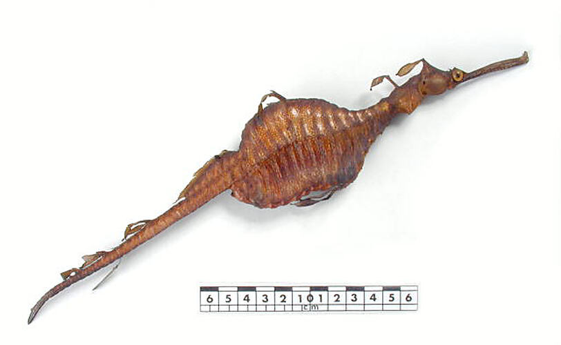 Dry seadragon specimen beside scale bar.
