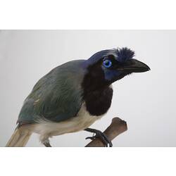<em>Cyanocorax yncas centralis</em>, Green Jay, mount.  John Gould Collection.  Registration no. 24828.