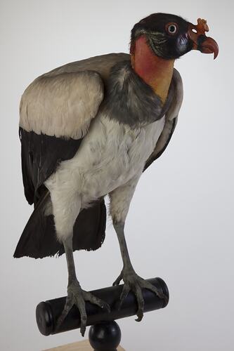 <em>Sarcoramphus papa</em>, King Vulture, mount.  Registration no. 15129.