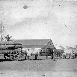 Negative - Bairnsdale District, Victoria, circa 1905