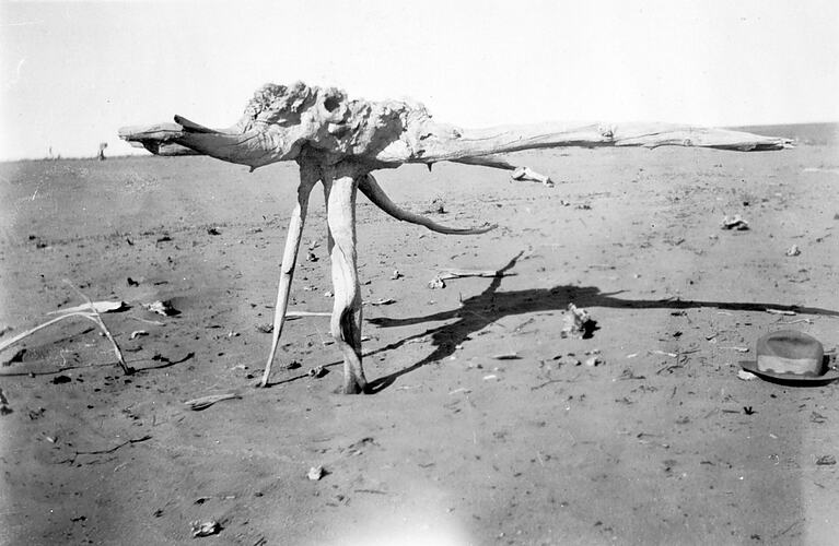 [A large Mallee root exposed by drifting sands during a drought, Mildura, about 1929. Over two feet of soil has blown away around the root.]